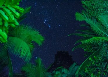 Nighttime Wildlife Adventures: Exploring Costa Rica's Nocturnal Creatures